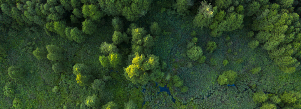 Des cimes d'arbres verts et denses vues du ciel